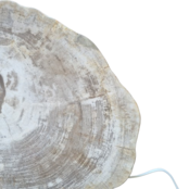 Versteend houten design lamp -  Dual White - 2700k - 6500k - #105