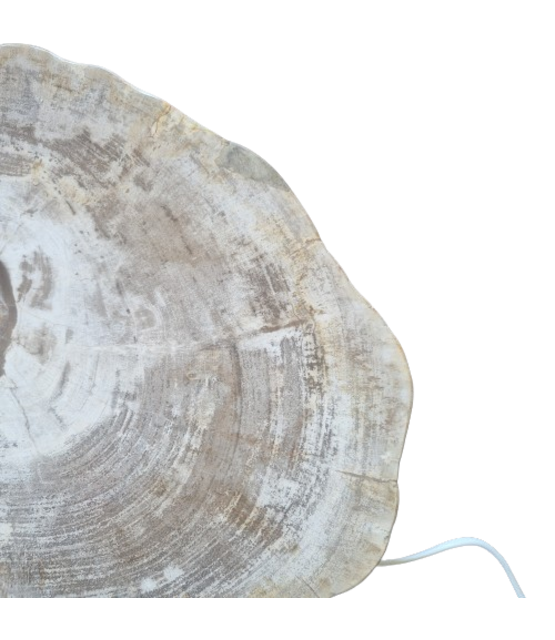 Versteend houten design lamp -  Dual White - 2700k - 6500k - #105