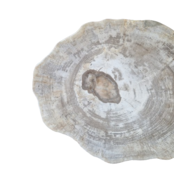 Versteend houten design lamp -  Dual White - 2700k - 6500k - #105