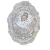 Versteend houten design lamp -  Dual White - 2700k - 6500k - #105