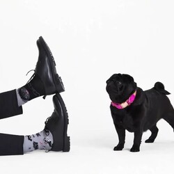 Many Mornings Tiny Little Dogs Sokken