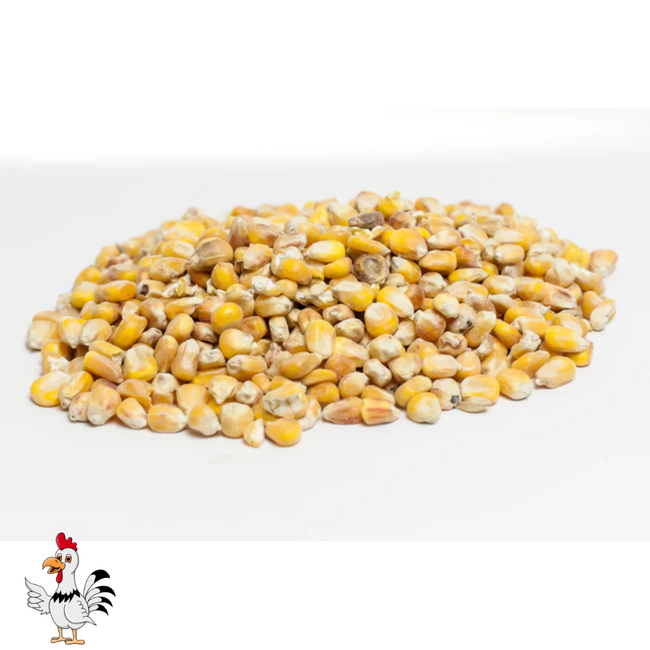 Mais voor kippen, eenden, ganzen of ander pluimvee – 2,5 kg