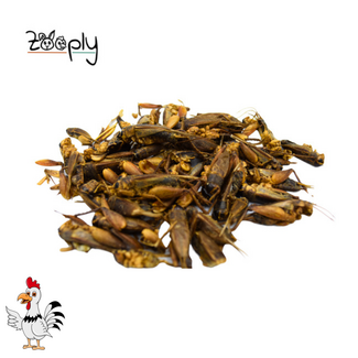 Zooply Sprinkhanen - 250 gram