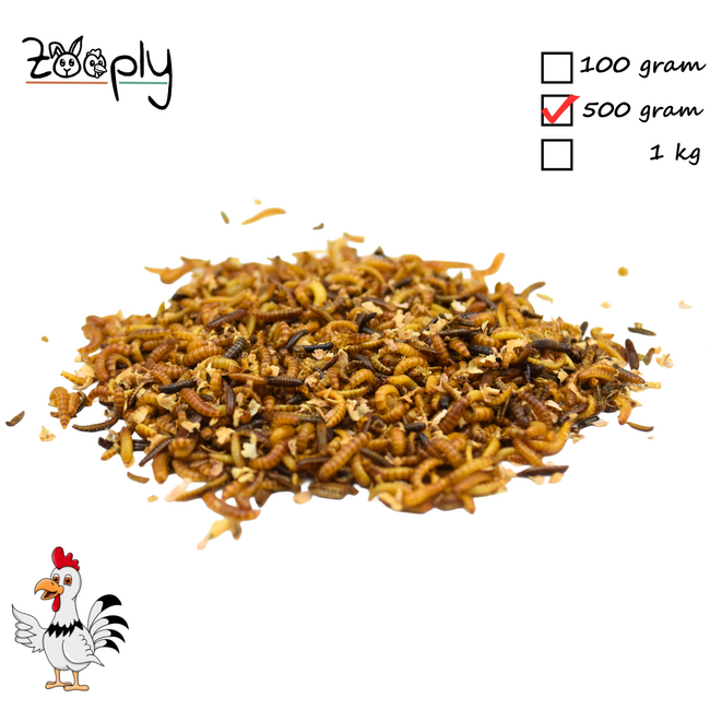 Levende buffalo wormen - Gezonde snack voor kippen en ander pluimvee