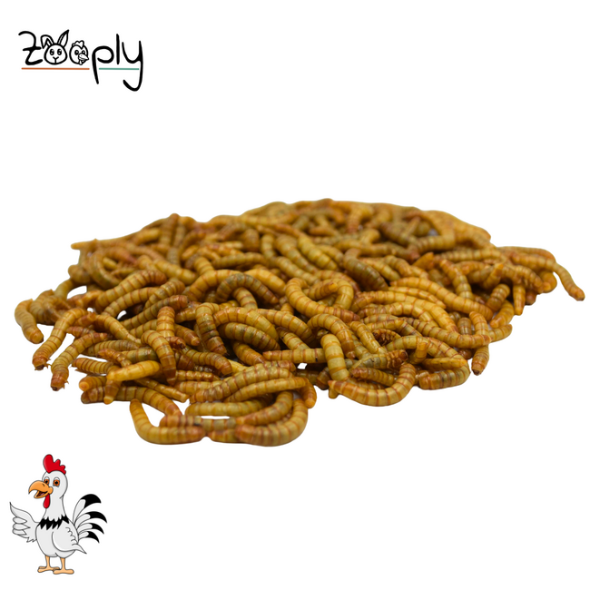 Levende Meelwormen - Gezonde snack voor kippen en ander pluimvee