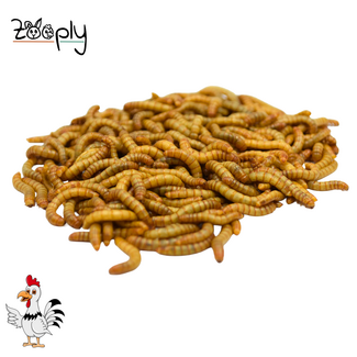 Zooply Levende Meelwormen