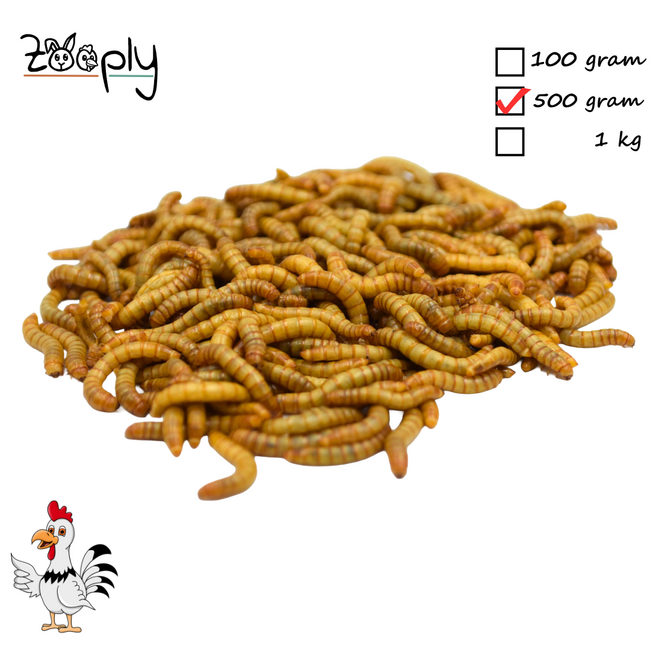 Levende Meelwormen - Gezonde snack voor kippen en ander pluimvee
