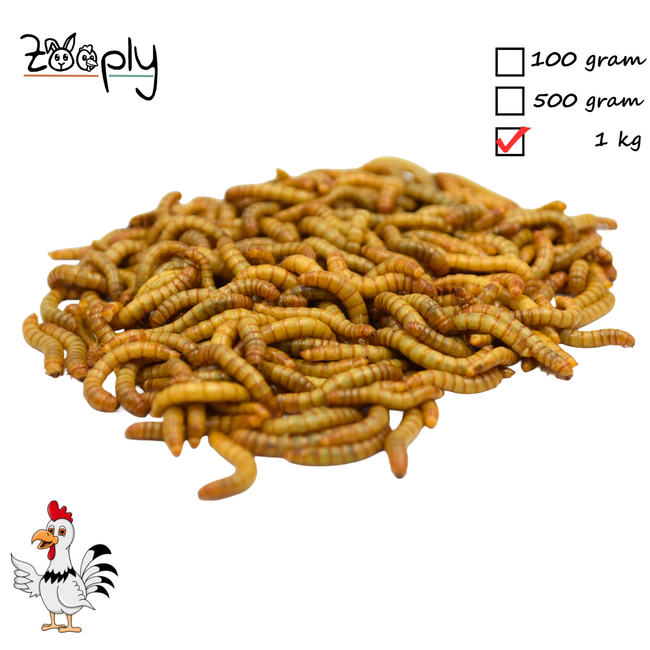 Levende Meelwormen - Gezonde snack voor kippen en ander pluimvee