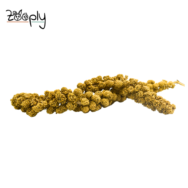 Trostgierst voor Kwartels en Kippen – Gezonde Lekkerij voor Pluimvee – 250 gram