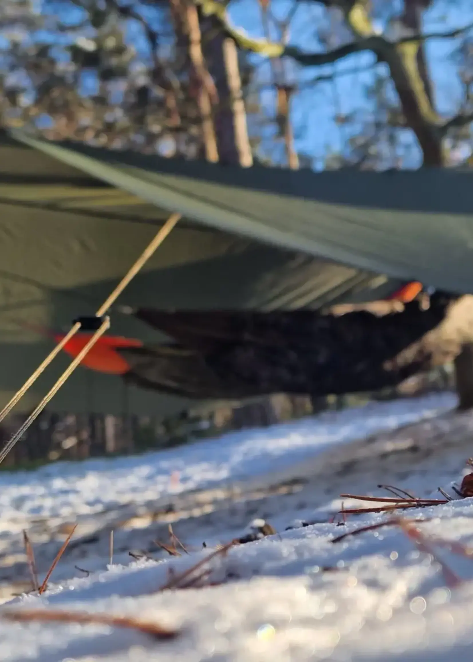Bushmen Easy Tarp 4x4 - Grün