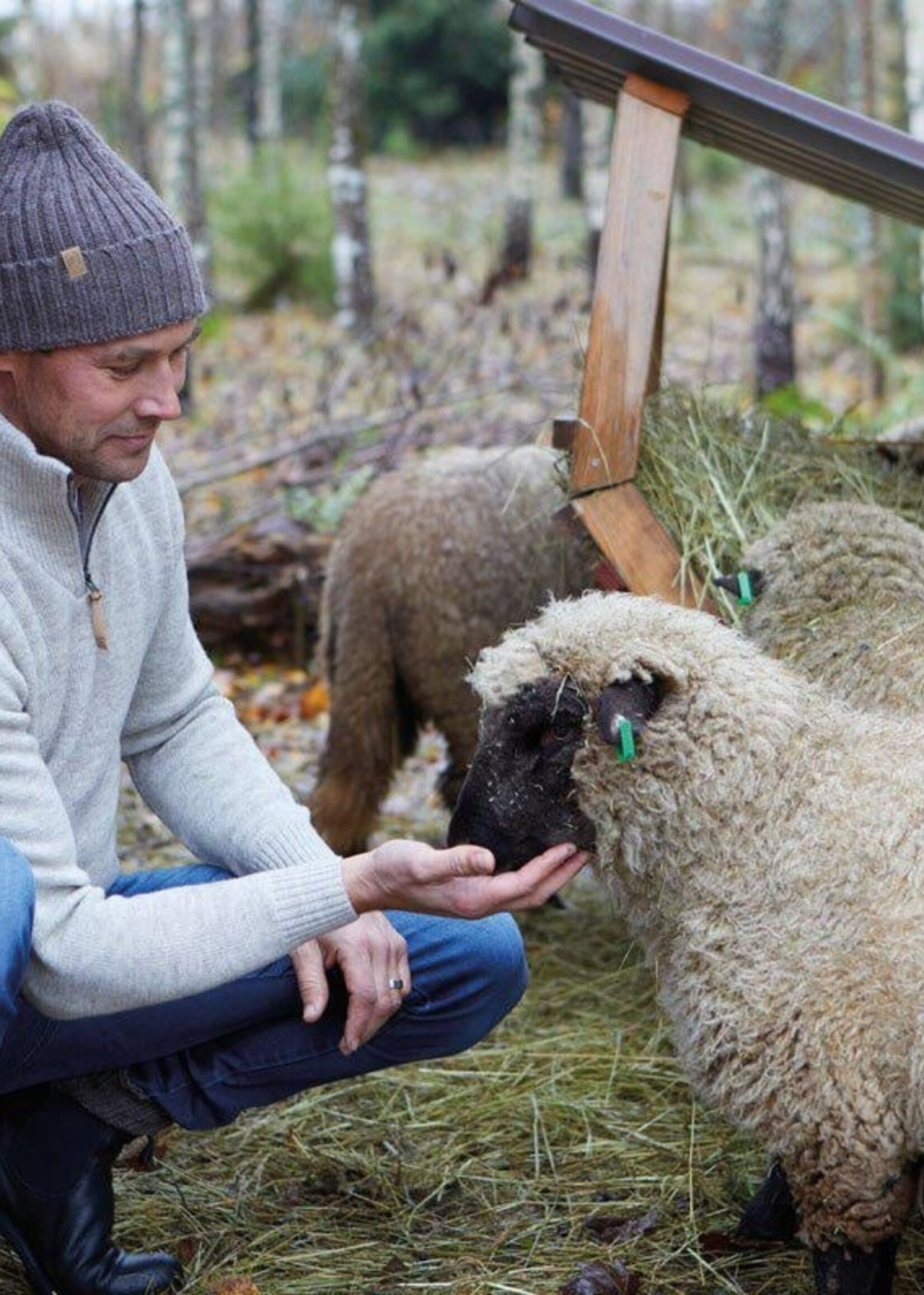 Ivanhoe NLS Ulme - Muskatnuss