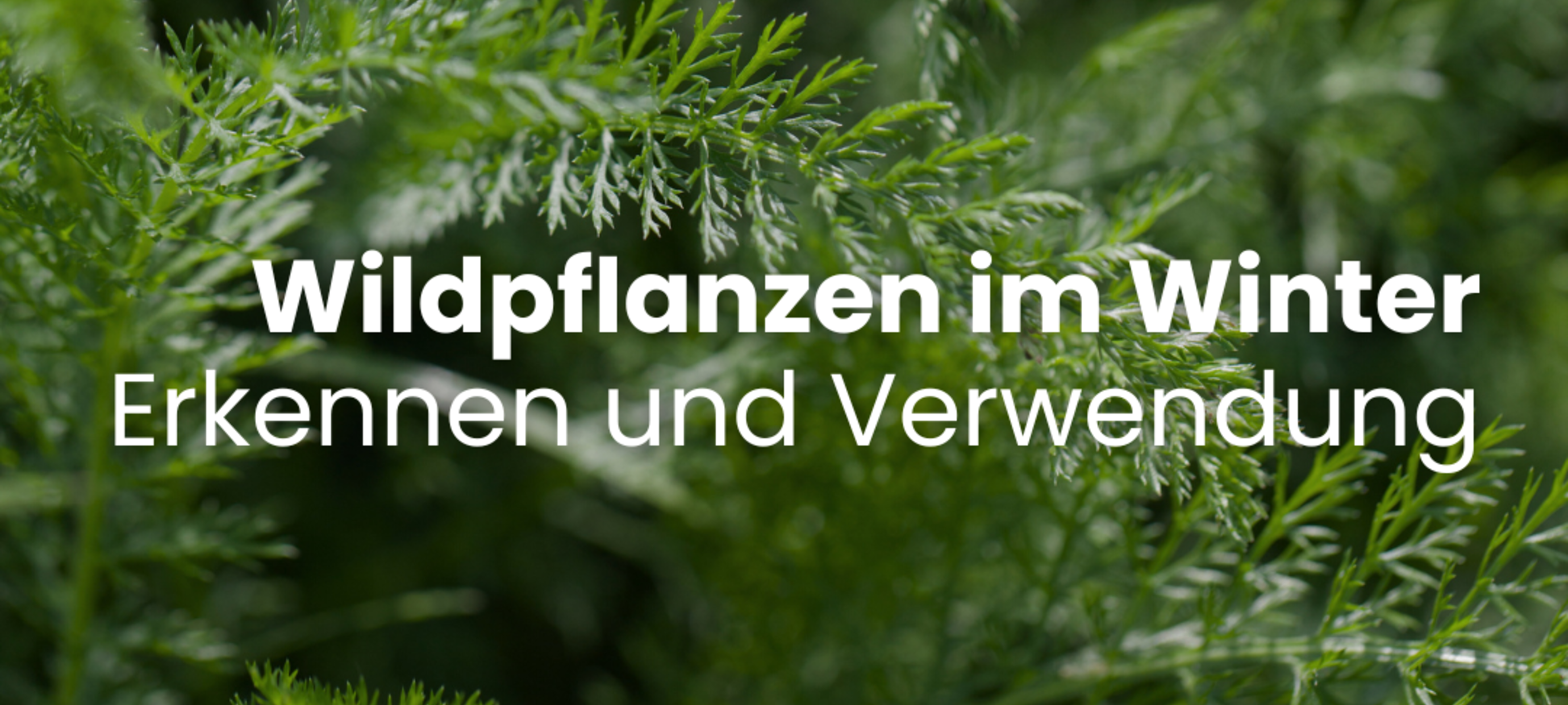 Wildpflanzen im Winter: Erkennung und Verwendung
