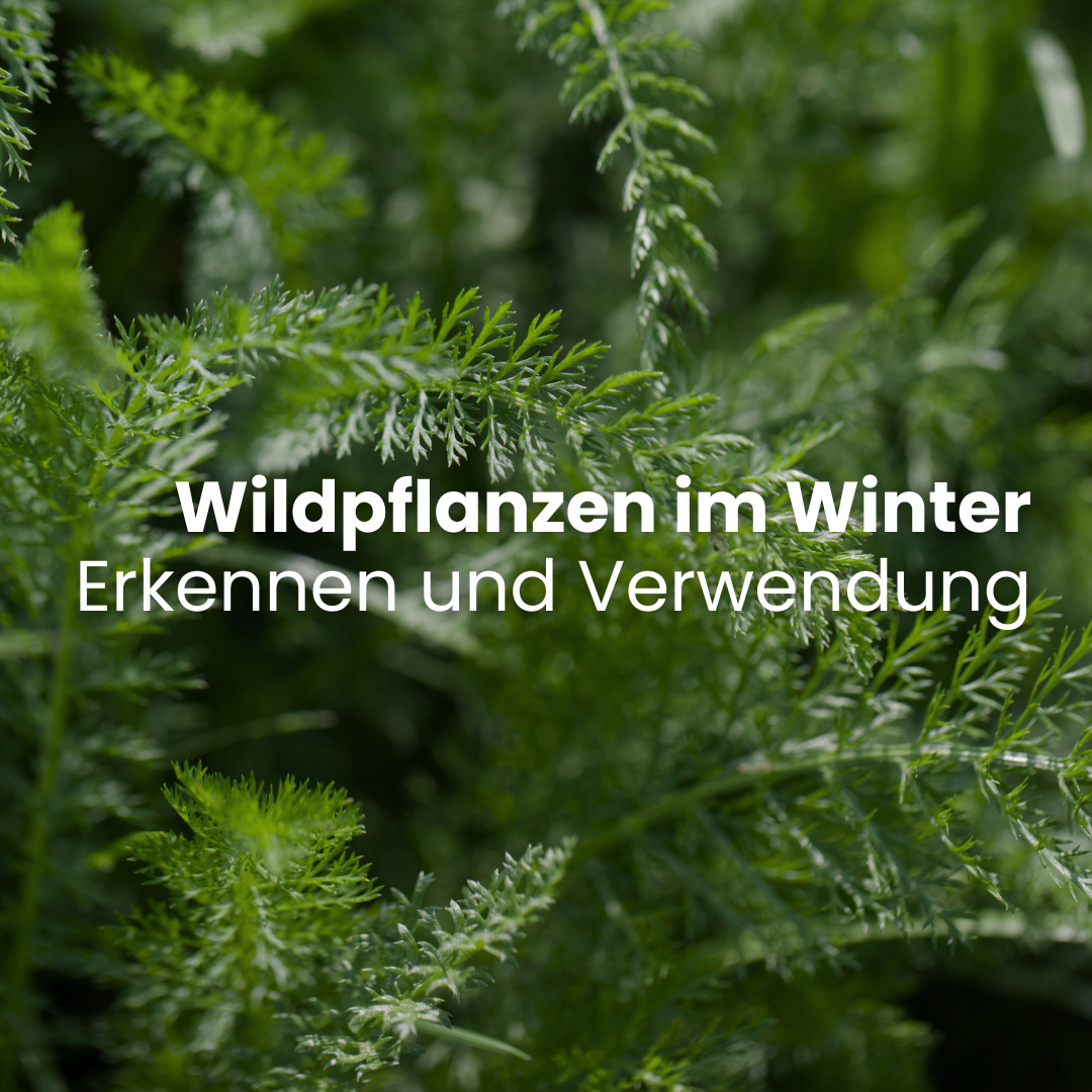 Wildpflanzen im Winter: Erkennung und Verwendung