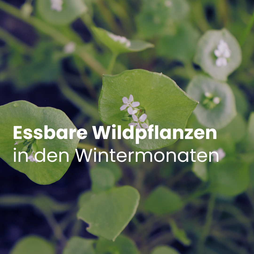 Essbare Pflanzen in den Wintermonaten 