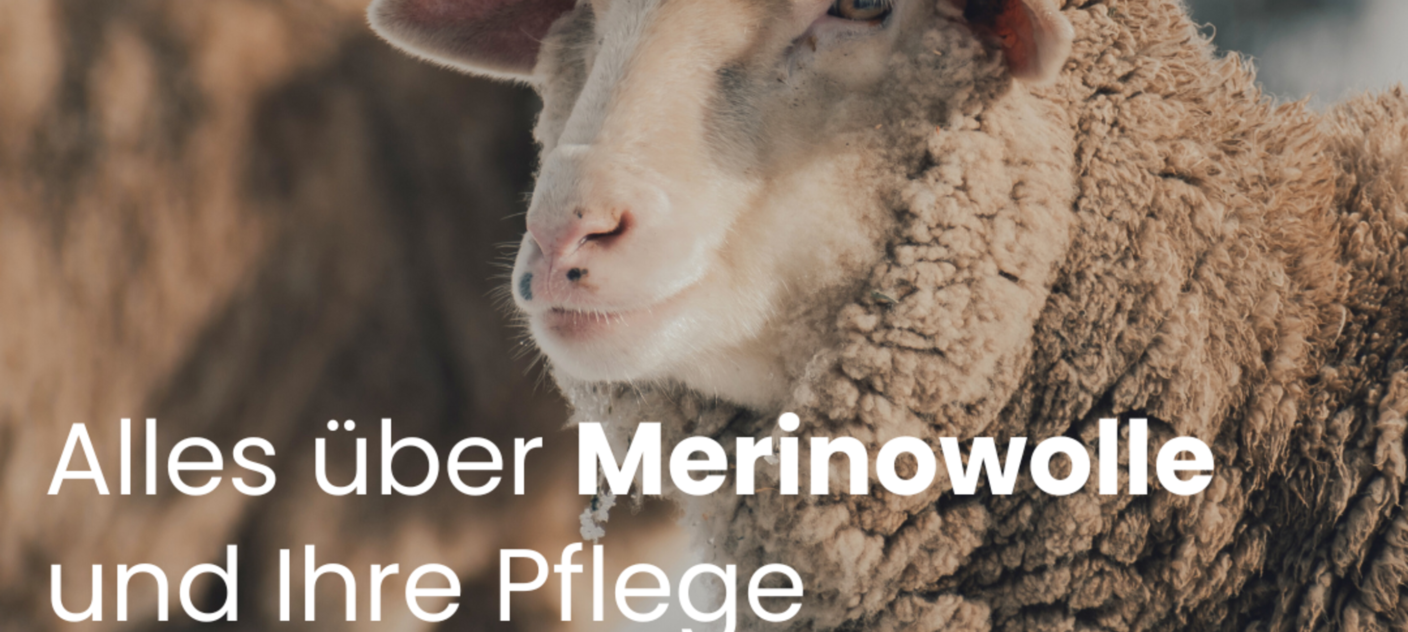 Alles über Merino Wolle