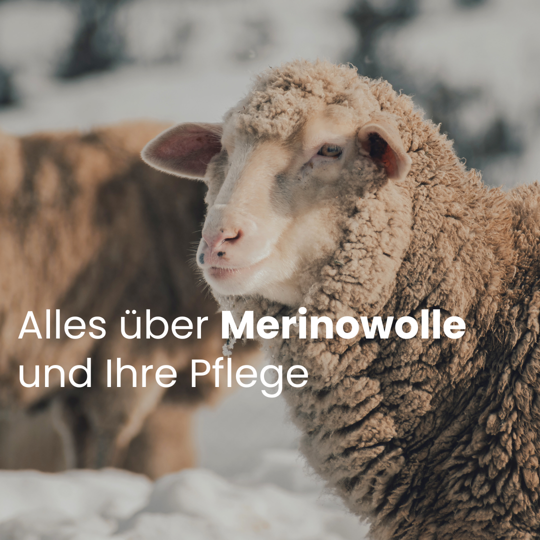 Alles über Merino Wolle