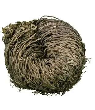 Roos van Jericho (25 stuks)