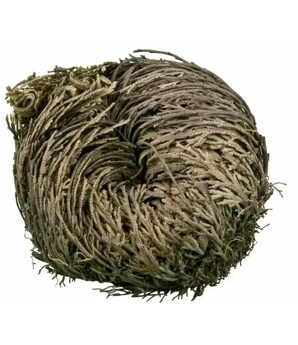 Roos van Jericho (25 stuks)