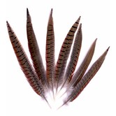 Fazantenveer (Colchis) 20-30cm 6 stuks