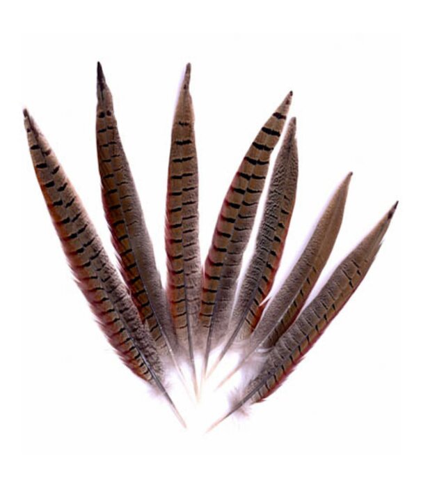 Fazantenveer (Colchis) 20-30cm 6 stuks