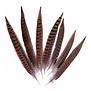 Fazantenveer (Colchis) 20-30cm 6 stuks