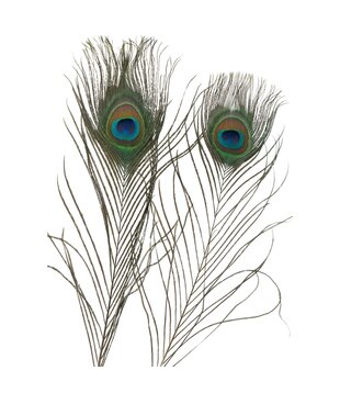 Pauwenveer 38-42cm 10 stuks