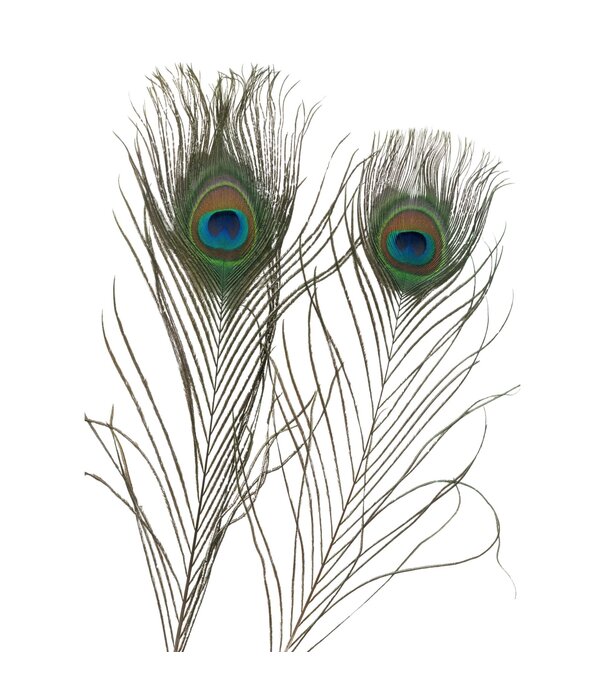 Pauwenveer 38-42cm 10 stuks