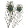 Pauwenveer 38-42cm 10 stuks