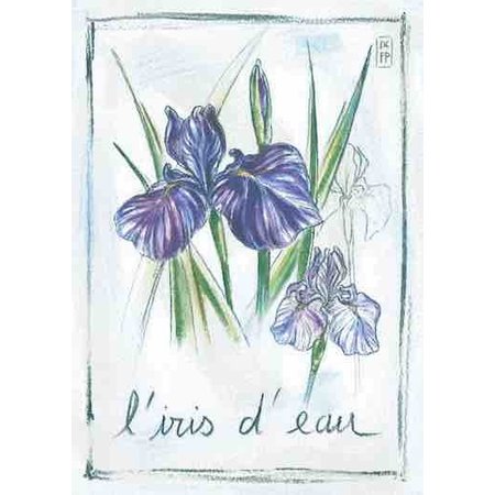 Aquarel van iris