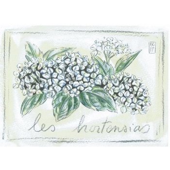 Lumière de Provence Print hortensia