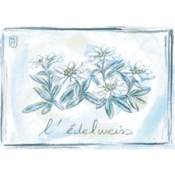 Lumière de Provence Print edelweiss