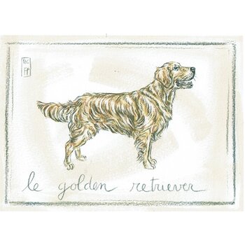 Lumière de Provence Print golden retriever