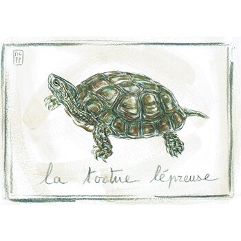 Lumière de Provence Print schildpad