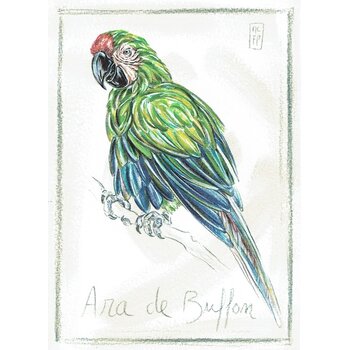Lumière de Provence Print buffon papegaai