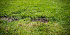 Graszaad gazon herstel