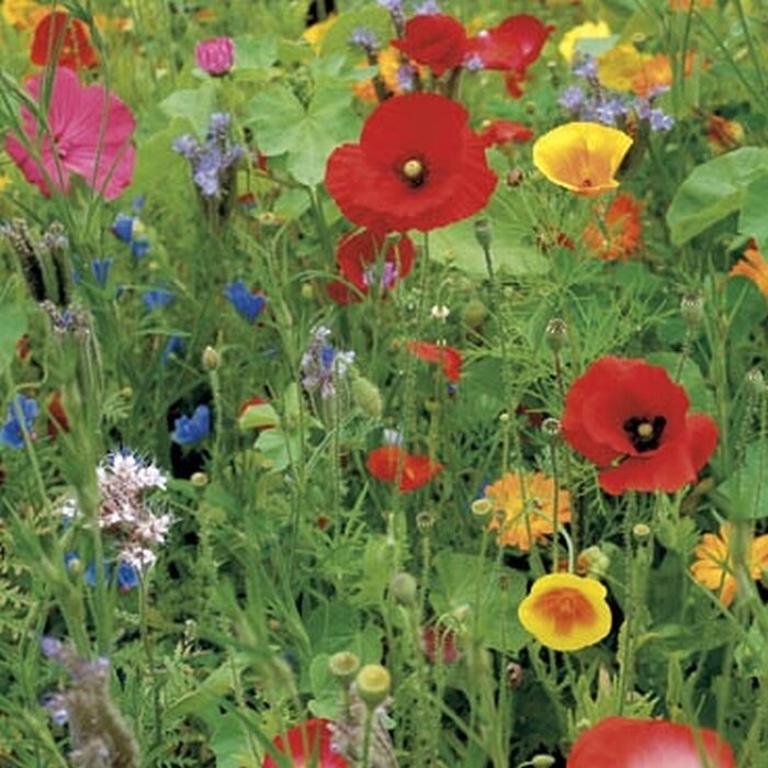 Gazonbemesting Wilde bloemen mengsel - 100 gram