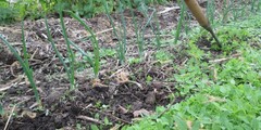 Onkruid in moestuin