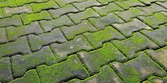 Groene aanslag