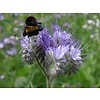 Gazonbemesting Bijenmengsel Lycaena - tot 100 m²
