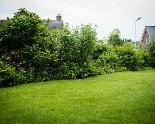 Een mooi gezonde en groene grasmat is wat iedereen als gazon wenst in de tuin!