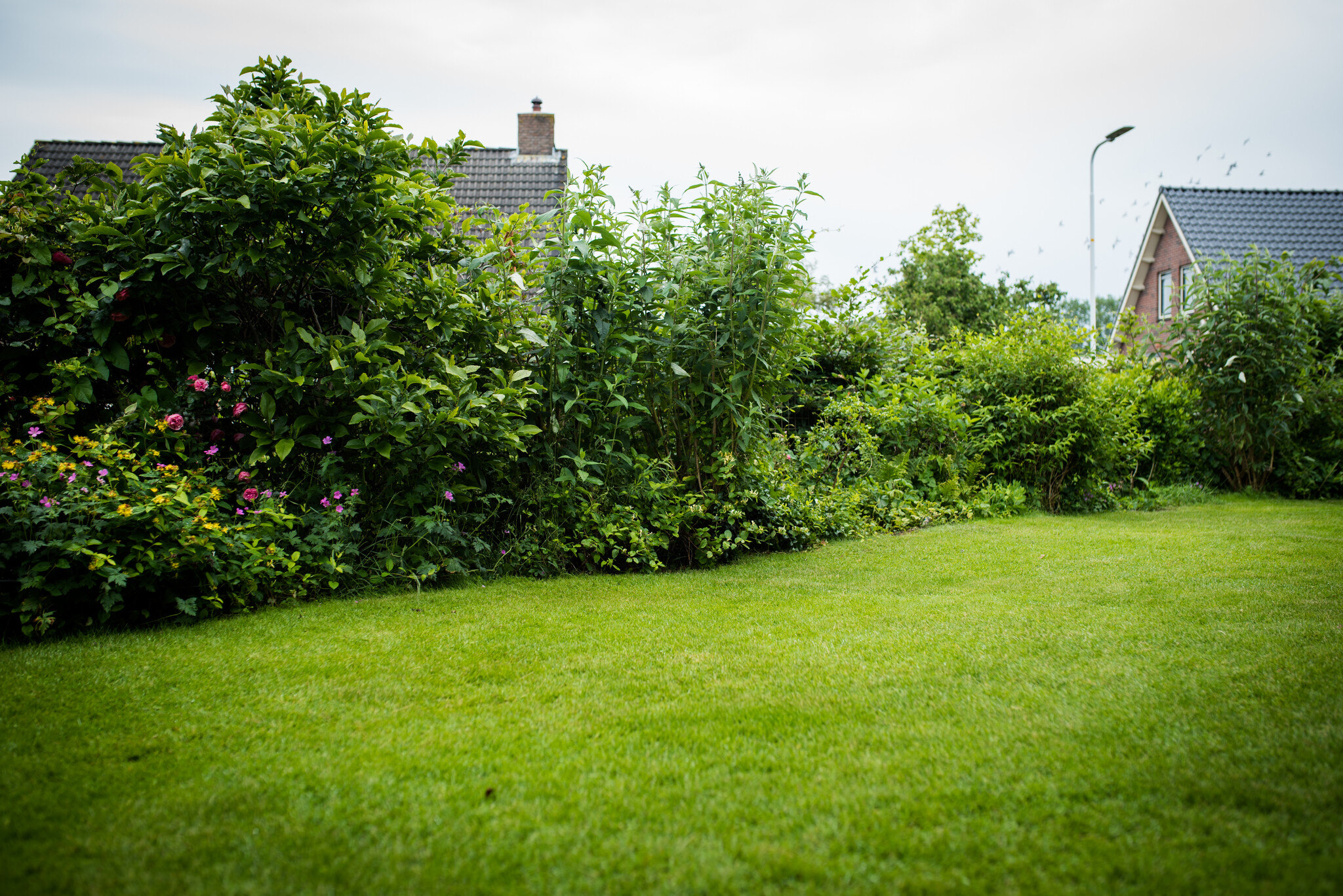Een mooi gezonde en groene grasmat is wat iedereen als gazon wenst in de tuin!