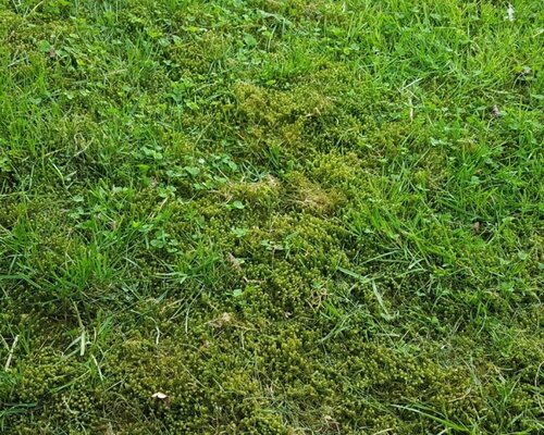Mos in het gazon