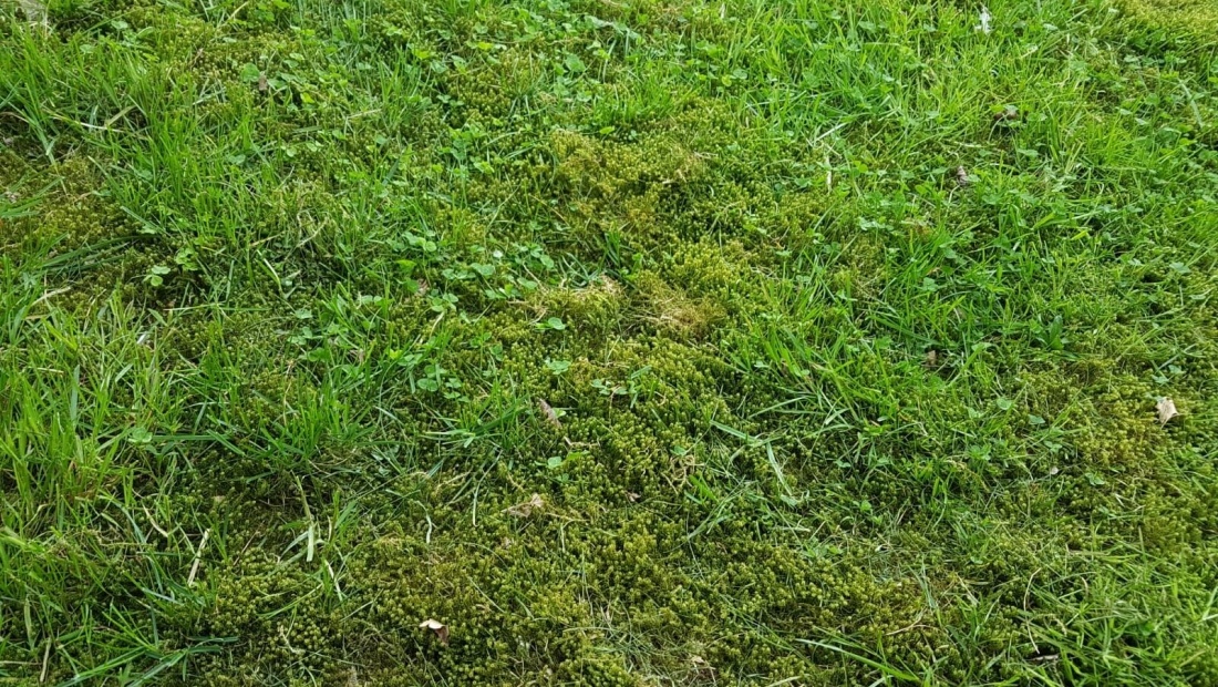 Mos in het gazon
