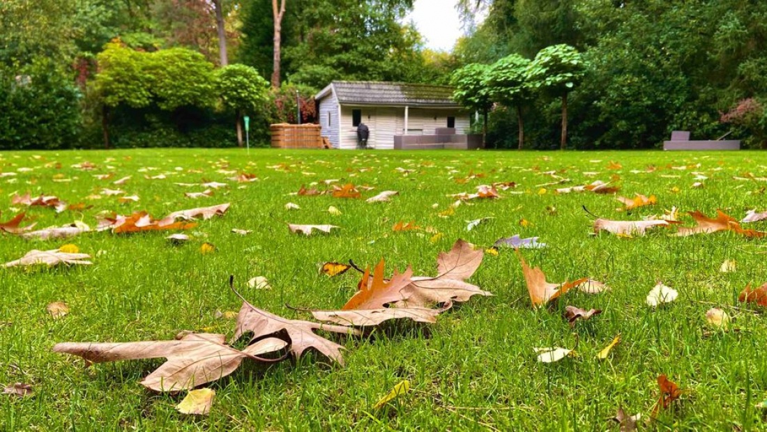 Bladeren van het gazon verwijderen in de herfst