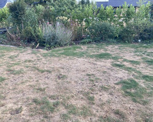 Help! mijn gazon is verbrand door de zon, wat nu? 