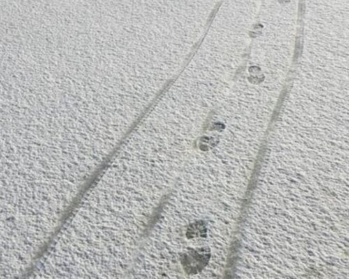 Winter en vorst! Is jouw gazon bevroren?