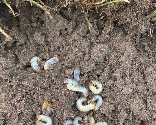 Plaagdieren in je gazon