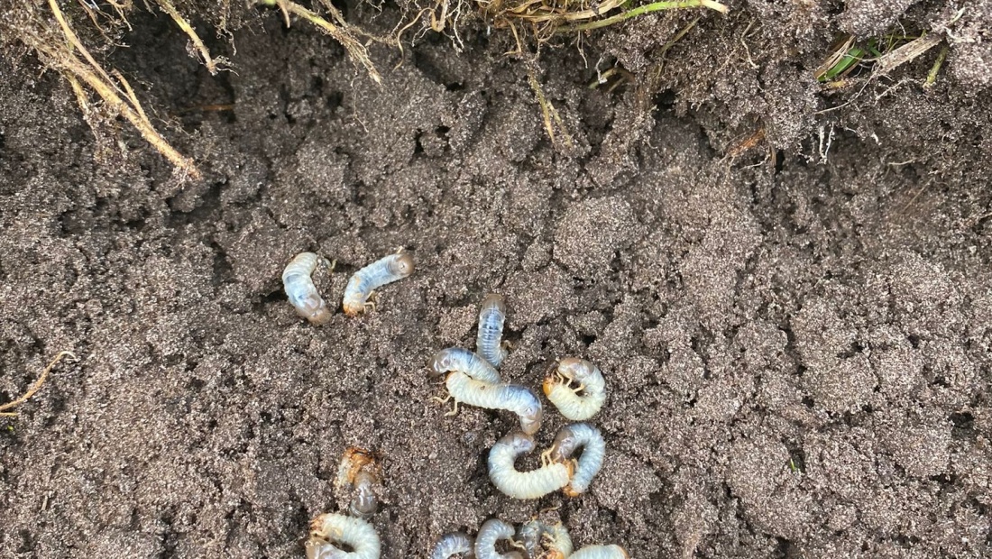 Plaagdieren in je gazon