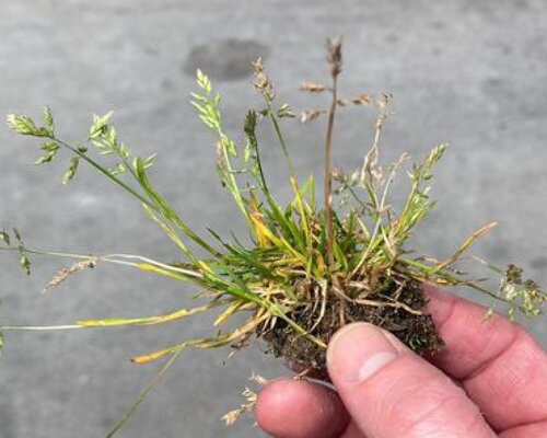 Straatgras in mijn gazon, tips van Grasjan!