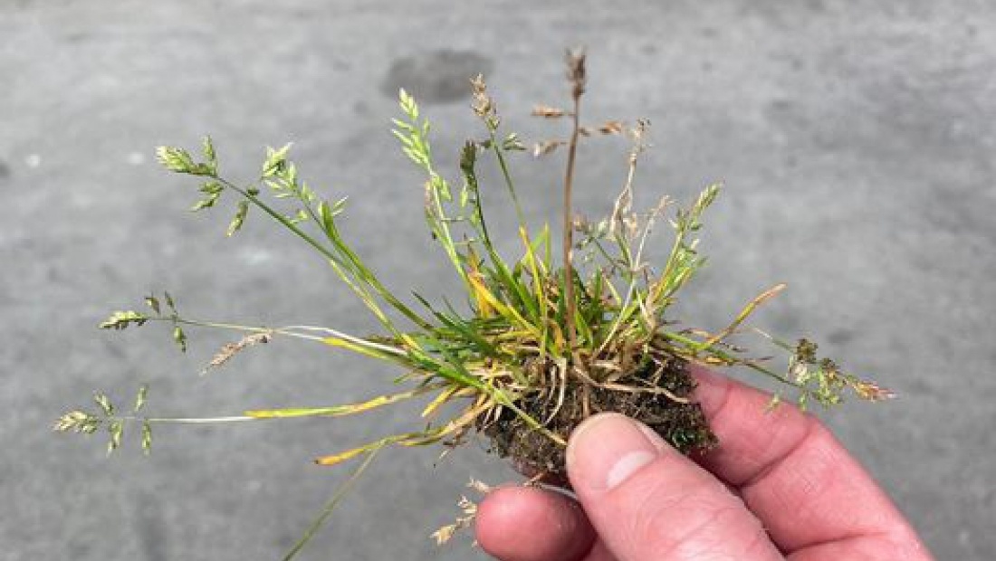 Straatgras in mijn gazon, tips van Grasjan!